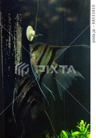 エンゼルフィッシュの産卵 68533910