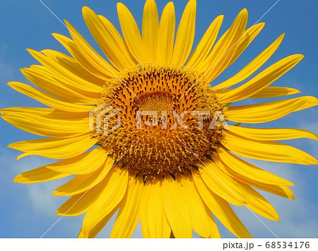 ヒマワリの花 一輪 ヒマワリの花 一輪 68534176
