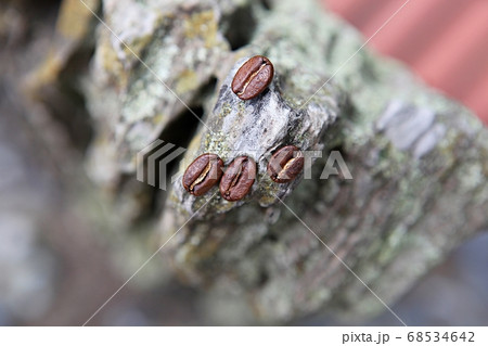 コーヒー 豆 クローズアップ 68534642