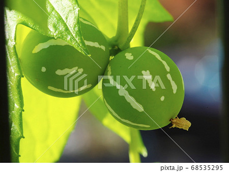オキナワスズメウリの緑の実の写真素材