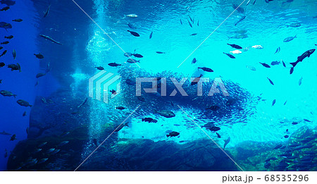 水族館の巨大水槽の魚達 68535296