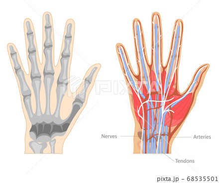 Cartoon Color Hand Anatomy Concept Banner Poster Card. Vector 68535501