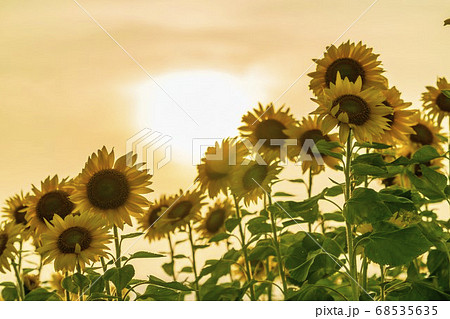 夕暮れの山元町 ひまわり畑(やまもとひまわり祭り) 宮城県山元町 夕暮れの山元町 ひまわり畑(やまもとひまわり祭り) 宮城県山元町 68535635