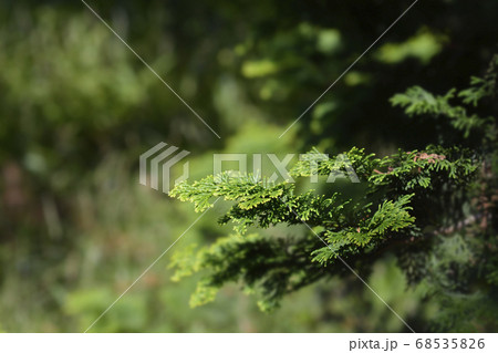 Hinoki cypress Hinoki cypress 68535826