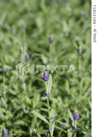 Common lavender Common lavender 68535851