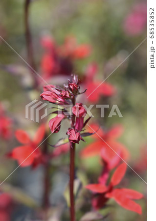 Cardinal flower 68535852