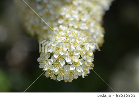 Scarlet firethorn 68535855