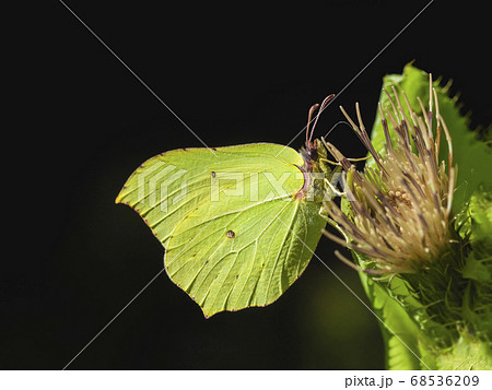 Yellow butterfly (gonepteryx rhamni) sat on flower Yellow butterfly (gonepteryx rhamni) sat on flower 68536209