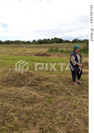 Old woman working in the field, haymaking in the Old woman working in the field, haymaking in the 68536745