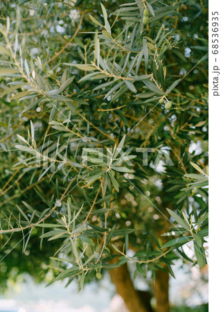 Olive branches on a tree. Green fruit among the foliage. Olive branches on a tree. Green fruit among the foliage. 68536935