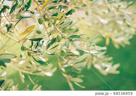A close-up of green olive fruit on a tree branch among the foliage, against a green background. A close-up of green olive fruit on a tree branch among the foliage, against a green background. 68536959