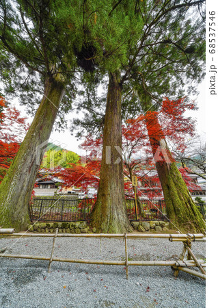 女人高野 晩秋の室生寺 三宝杉 女人高野 晩秋の室生寺 三宝杉 68537546