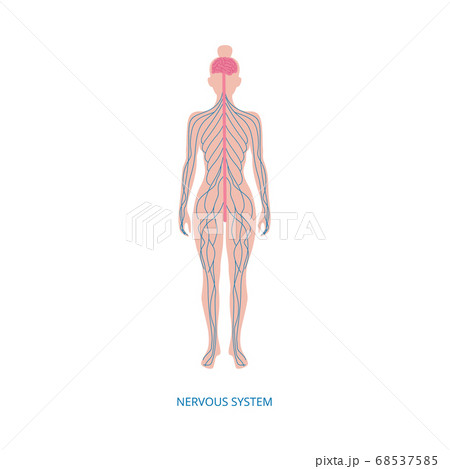 Human central nervous system infographic element vector illustration isolated. 68537585