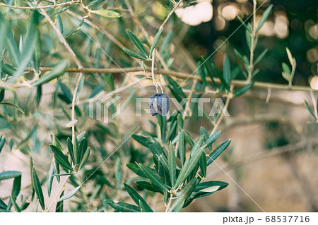 Ripe black olives on the branches of the tree. 68537716