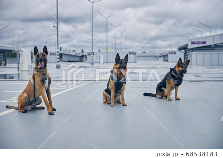 Security police dogs on duty at airport Security police dogs on duty at airport 68538183