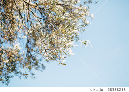 Branches of olive tree against the blue sky. 68538213
