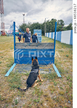 German Shepherd dog looking at handlers on playground 68538217