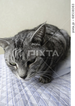 サバトラ猫 68538363