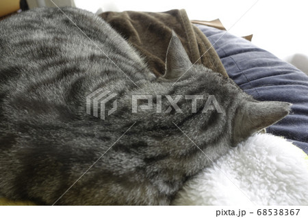 サバトラ猫 68538367