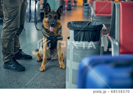 Detection dog on duty with security officer at airport 68538370