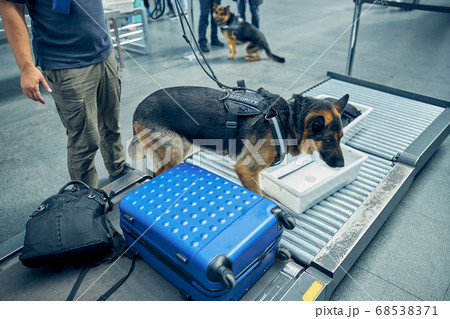 Security guard and detection dog inspecting luggage in airport 68538371