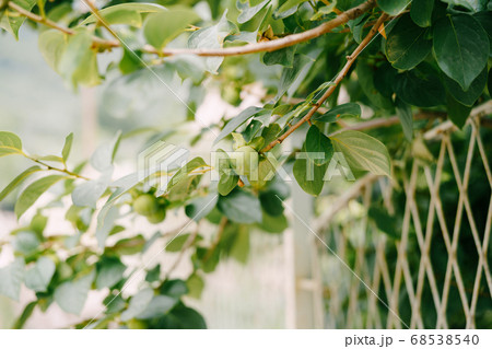 Green persimmon fruit on the branches of the tree. 68538540
