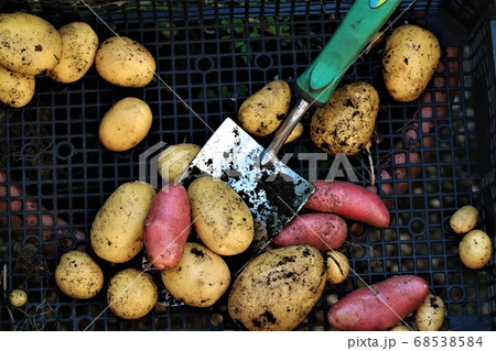 Mixed yellow and red potatoes after harvest 68538584