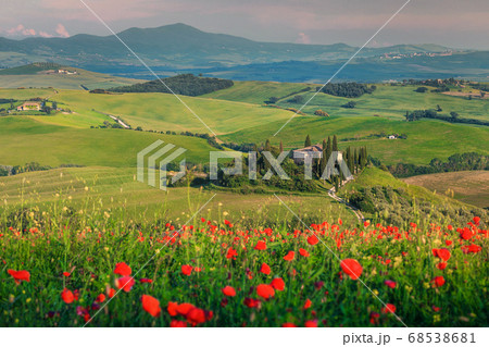 Wonderful red poppies blossom on meadows in Tuscany, Pienza, Italy  68538681