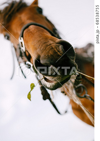 The head of a brown horse, a close-up of the horse's nose, a view from the bottom up. The head of a brown horse, a close-up of the horse's nose, a view from the bottom up. 68538755