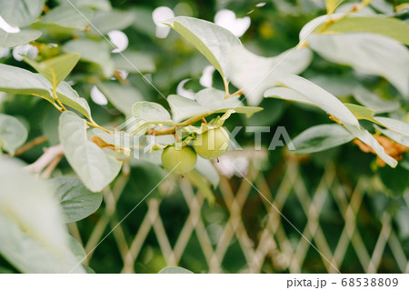 Green persimmon fruit on the branches of the tree. 68538809