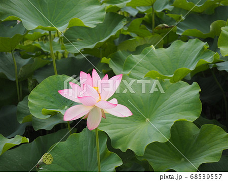 蓮田の中の蓮の花 蓮田の中の蓮の花 68539557