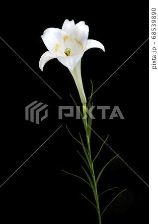 タカサゴユリ 68539890