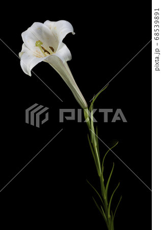 タカサゴユリ タカサゴユリ 68539891