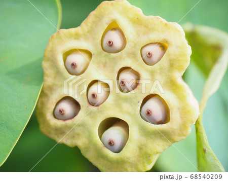 蓮の果托 68540209