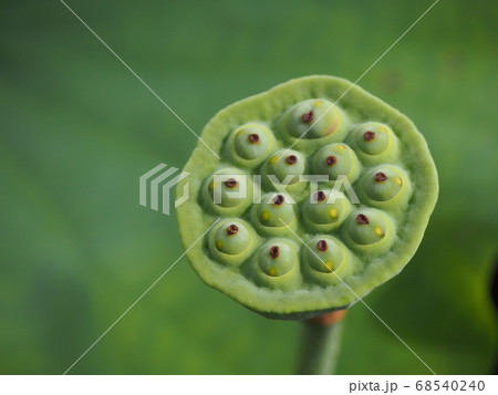 花びらが落ちて果托が残った蓮 68540240