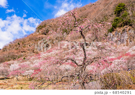 （神奈川県）湯河原梅林　梅の宴 68540291
