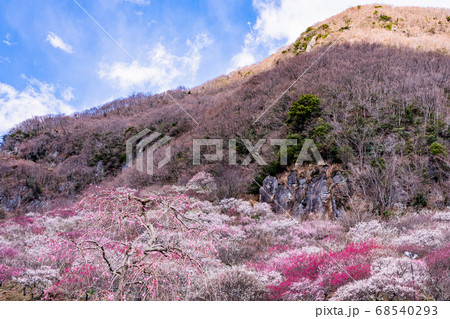 (神奈川県)湯河原梅林 梅の宴 (神奈川県)湯河原梅林 梅の宴 68540293