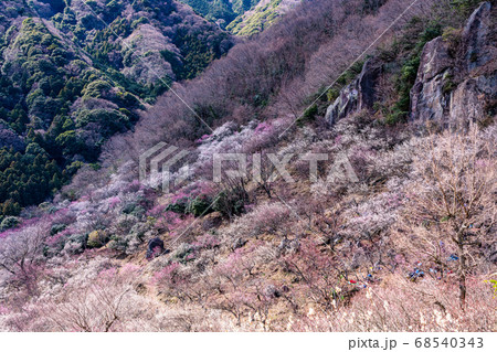 （神奈川県）湯河原梅林　梅の宴 68540343
