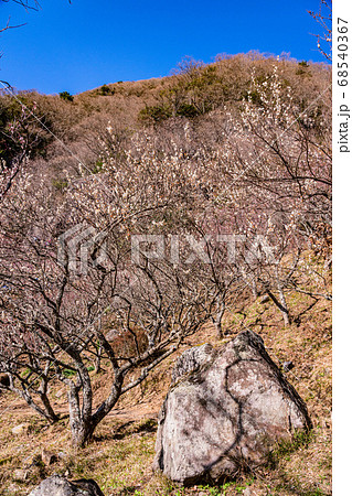 （神奈川県）湯河原梅林　梅の宴 68540367