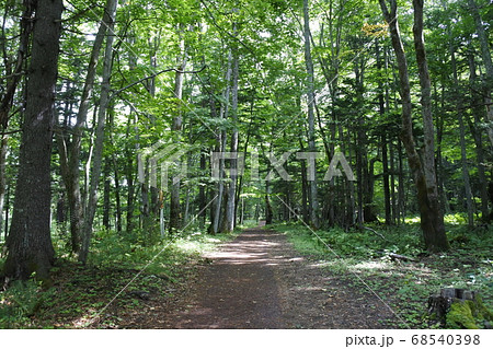 阿寒湖のボッケウォーキング 68540398