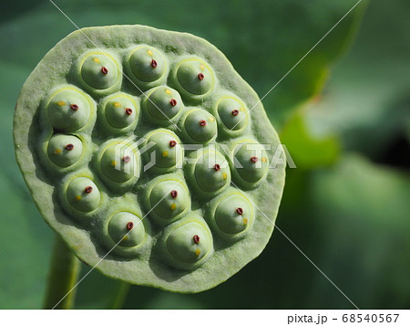 蓮の果托 68540567