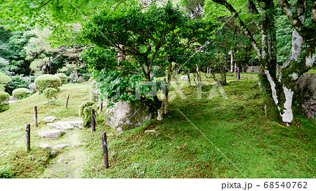 初夏の旧竹林院　緑 68540762
