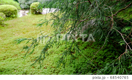 初夏の旧竹林院　緑 68540765