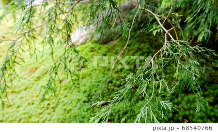 初夏の旧竹林院　緑 68540766