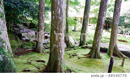 初夏の旧竹林院　緑 68540770