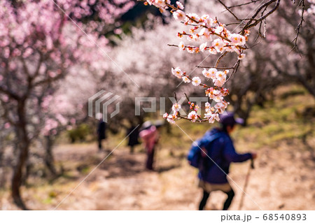 （神奈川県）湯河原梅林　ハイキングコースを歩く人達 68540893