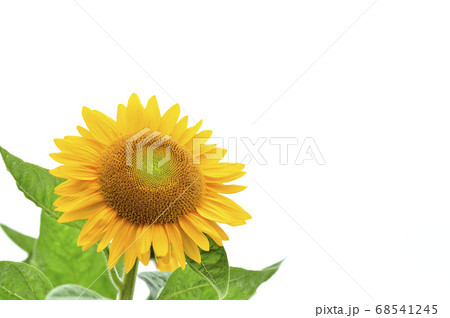 白い背景に満開のひまわり。夏イメージ。 68541245