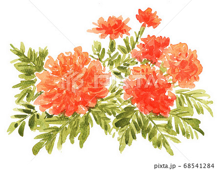 マリーゴールド817pix7のイラスト素材