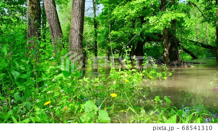 river in the forest , video clip footage 68541310