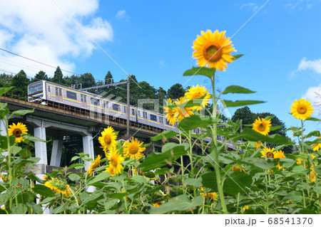 ひまわりと209系外房線普通電車 68541370